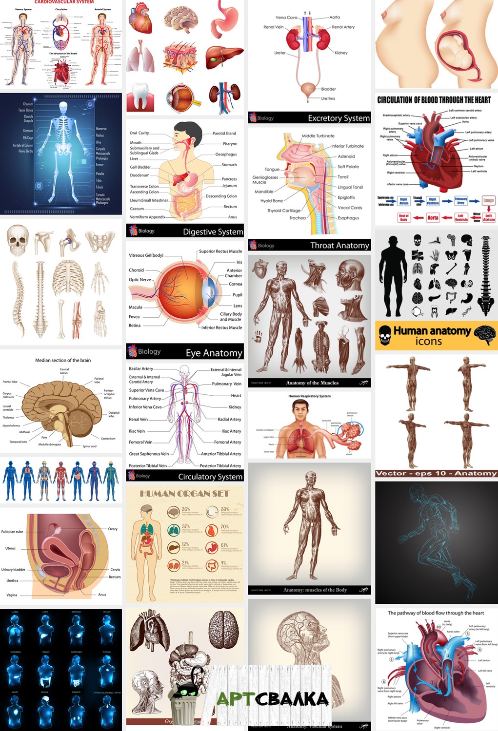 Органы и кости человека. | Organs and bones.